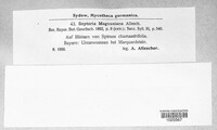 Septoria magnusiana image
